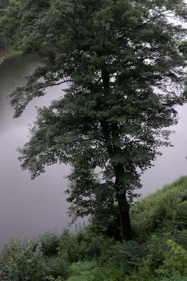 Chih-Chien Wang, Tree By Water, 2021
