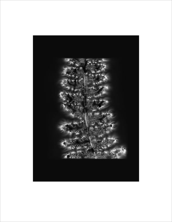 Marie-Jeanne Musiol, Corps de lumière no 360 (Fougère) / Bodies of Light no. 360 (Fern), 2024