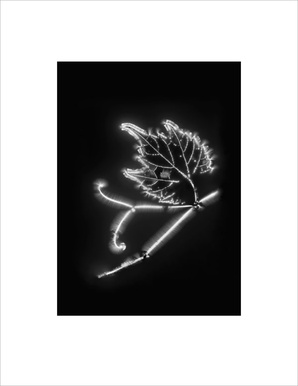 Marie-Jeanne Musiol, Corps de lumière no 1039 (Vigne) / Bodies of Light no. 1039 (Vine), 2024