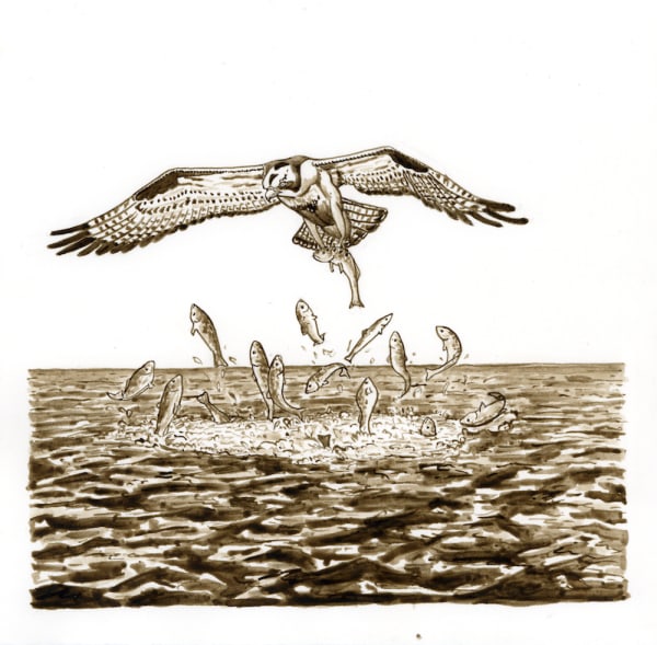 Ripley Whiteside, Osprey & Carp, 2012