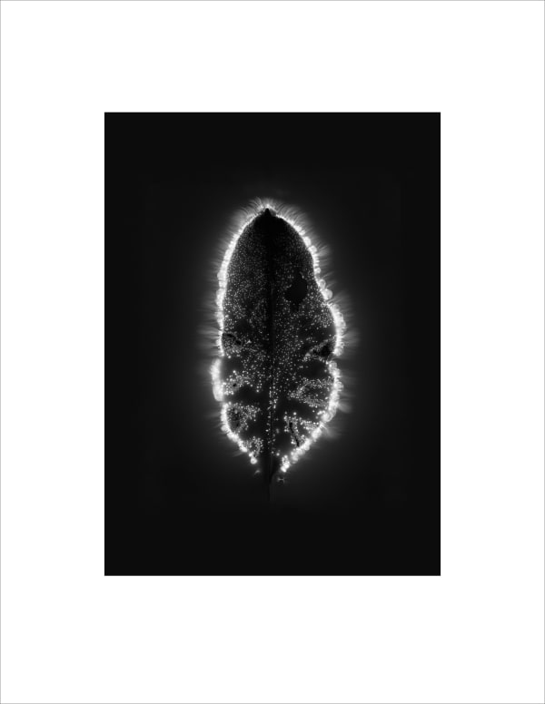 Marie-Jeanne Musiol, Corps de lumière no 673 (Pulmonaire) / Bodies of Light no. 673 (Pulmoniaria), 2024