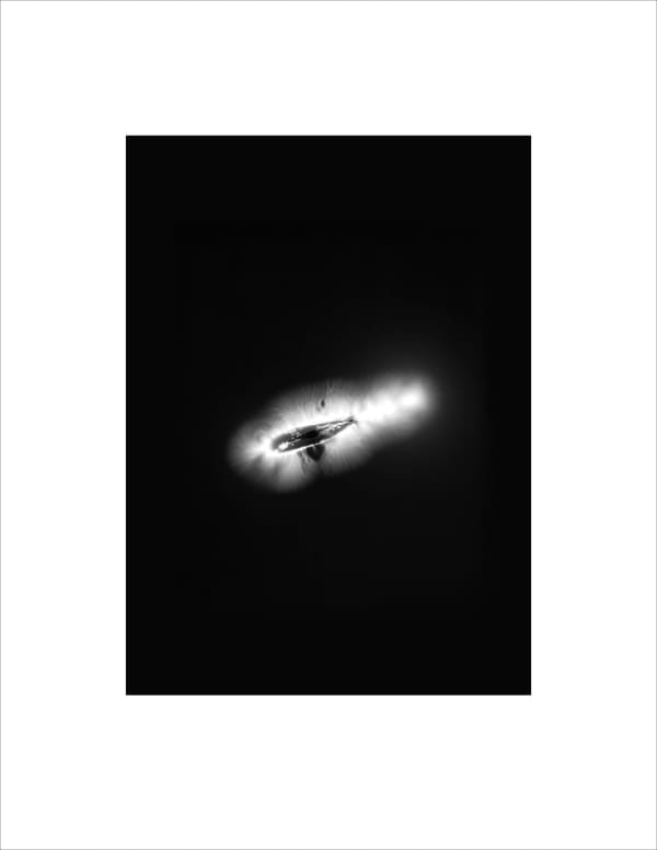 Marie-Jeanne Musiol, Corps de lumière no 258 (Samare de frêne) / Bodies of Light no. 258 (Ash key), 2024