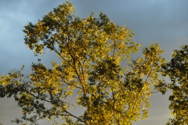 Roberto Pellegrinuzzi, Résonances (23 juin 2015 20:18), 2015