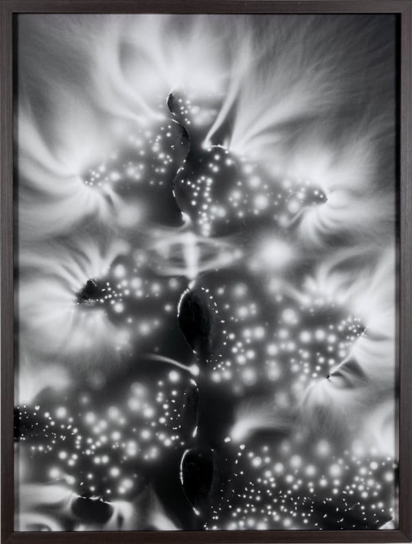 Marie-Jeanne Musiol, Nébuleuses végétales no 6 (Fougère), 2018