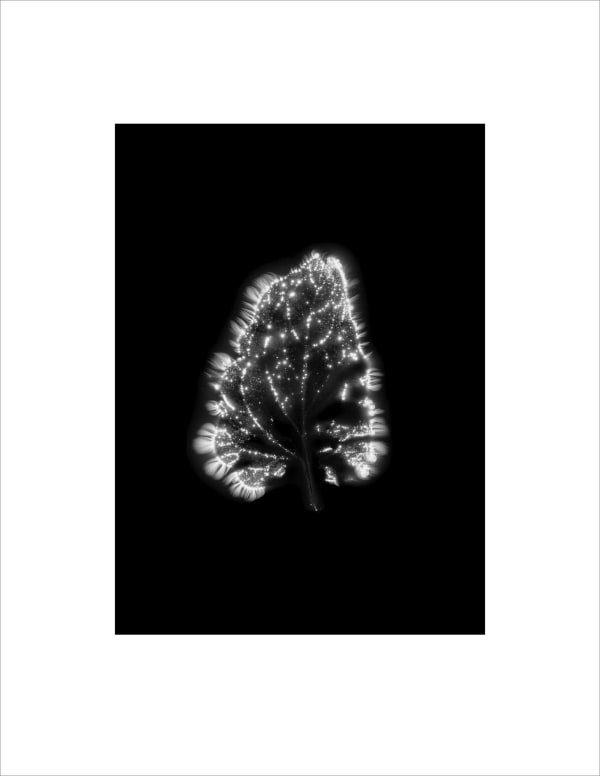 Marie-Jeanne Musiol, Corps de lumière no 665 (Feuille) / Bodies of Light no. 665 (Leaf), 2024