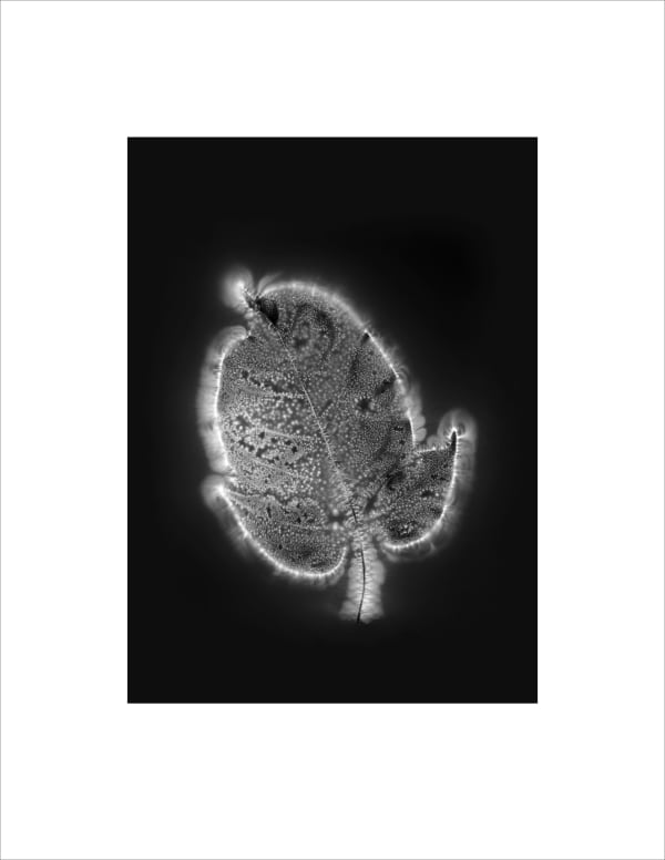 Marie-Jeanne Musiol, Corps de lumière no 370 (Feuille) / Bodies of Light no. 370 (Leaf), 2024