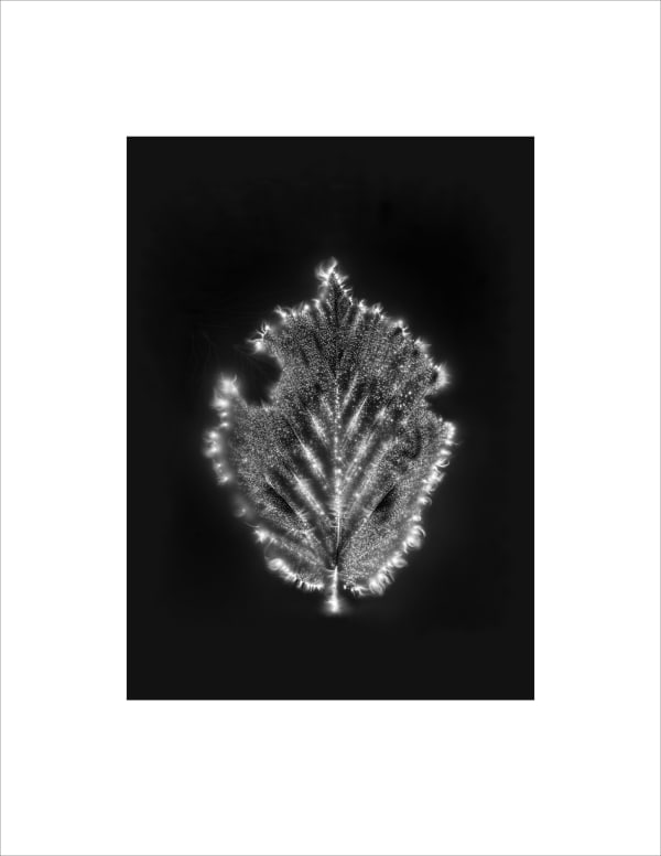 Marie-Jeanne Musiol, Corps de lumière no 472 (Noisetier) / Bodies of Light no. 472 (Hazel), 2024