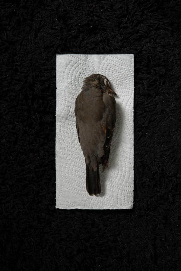 Chih-Chien Wang, Bird On A Paper Towel, 2021