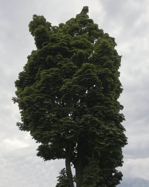 Chih-Chien Wang, Tree and Sky, 2015
