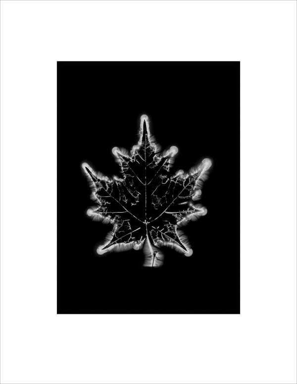 Marie-Jeanne Musiol, Corps de lumière no 494 (Érable) / Bodies of Light no. 494 (Maple), 2024