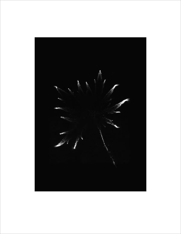 Marie-Jeanne Musiol, Corps de lumière no 1033 (Renoncule) / Bodies of Light no. 1033 (Ranonculus), 2024