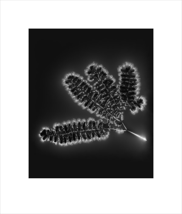 Marie-Jeanne Musiol, Corps de lumière no 44 GR (Fougère) / Bodies of Light no. 44 GR (Fern), 2024