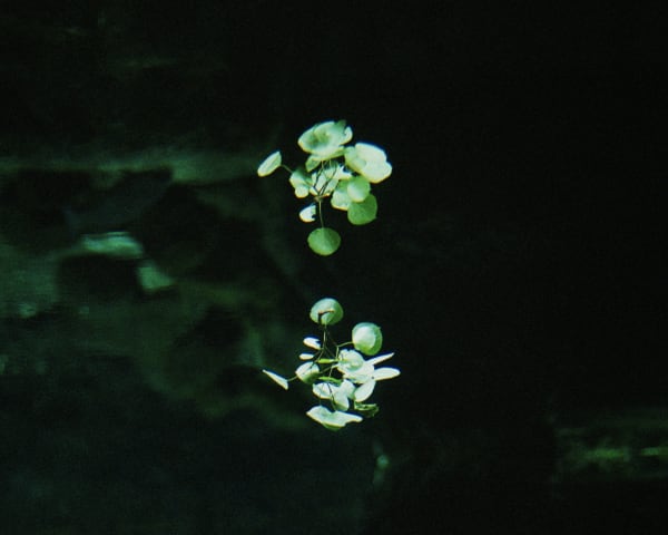 Chih-Chien Wang, Leaves in Water, 2008