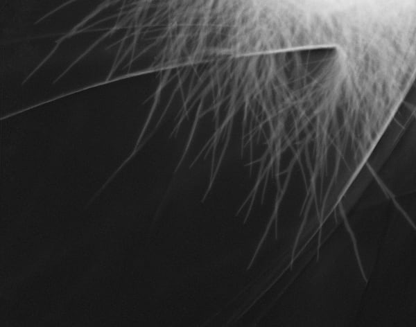 Marie-Jeanne Musiol, Nébuleuses végétales no 11 (Impulsion électromagnétique), 2018