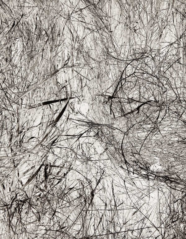 Michael Wesik, Wild Grass, Composition No. 1, 2022