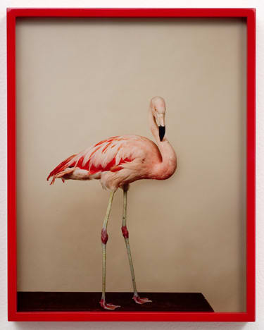 Elad Lassry, Chilean Flamingo, 90028, 2007