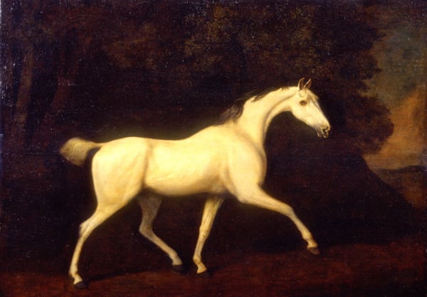 George Stubbs RA, The Earl of Westmorland’s Grey Hunter, 1786
