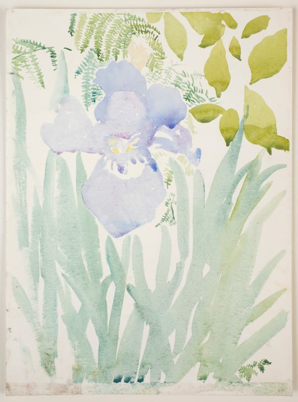 Jean Cooke, Iris, 1981, c.