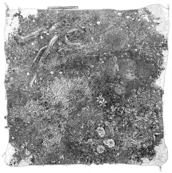 Plot (Kluane)