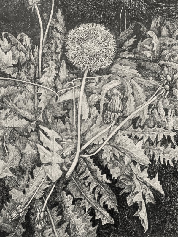 Dandelion