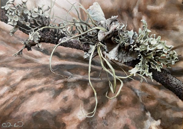 Oak Lichen
