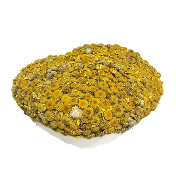 Nine Goddesses (Breast of Chamomile)
