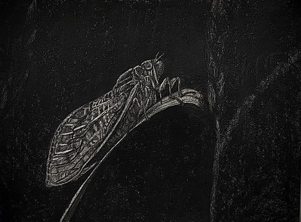 Cicada
