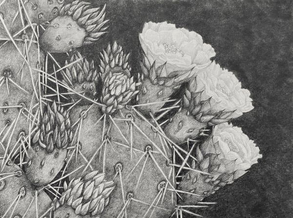 Opuntia