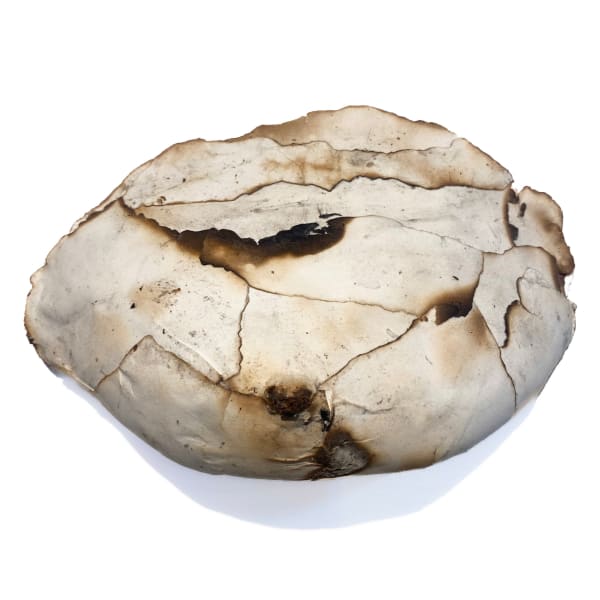 Breast of Burnt Paper, Goddesses Series