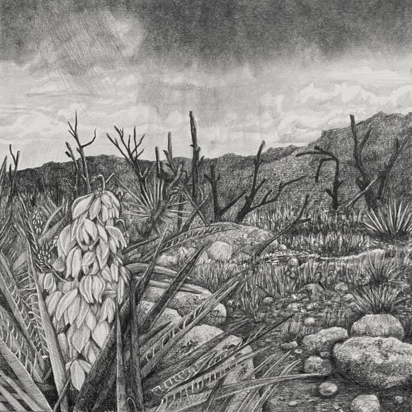 Yucca Monsoon