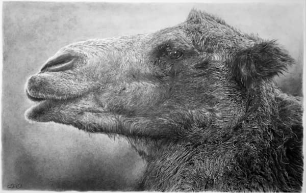 Cedra Wood, Camel Portraits (Xi'an)
