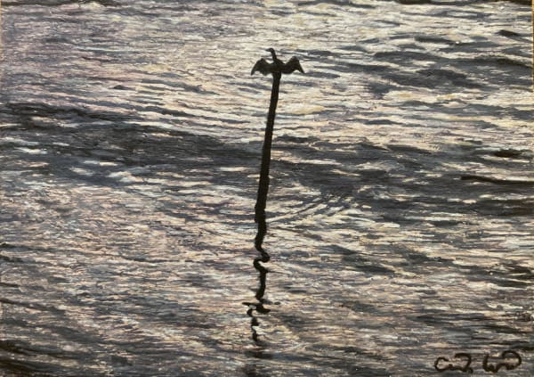 Cormorant, Lofoten