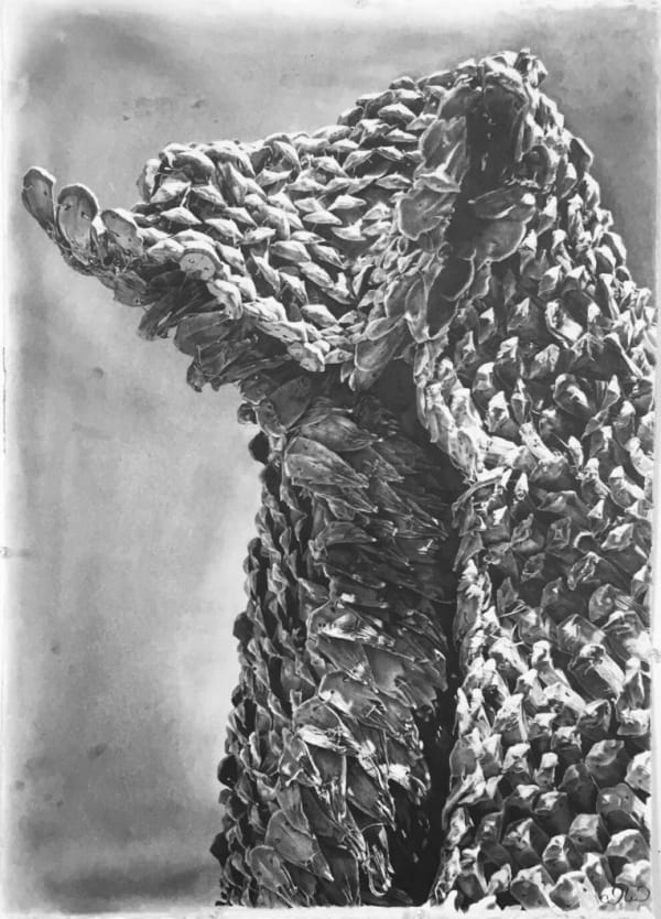 Cedra Wood, Pine Cone Cloak Portrait