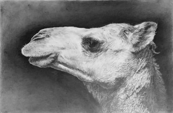 Camel Portraits (Daleel)