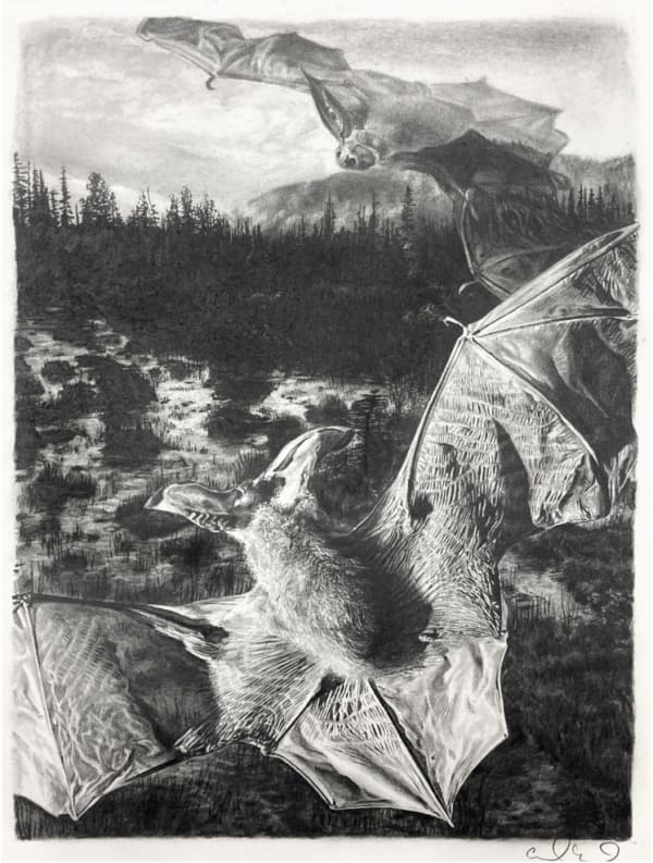 Ghost Bat