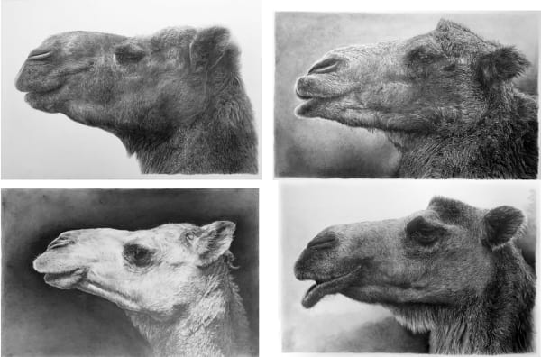 Cedra Wood, Camel Portraits (Richard, Xi’an, Daleel, Mu)