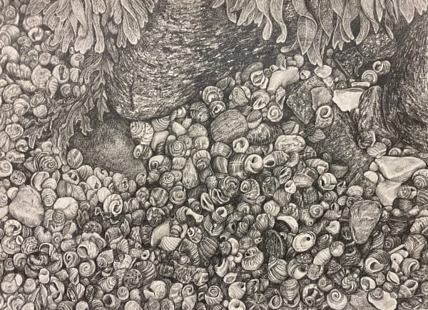 Shells and Granite