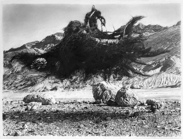 Hirsute Moss Considers an Existence in Death Valley