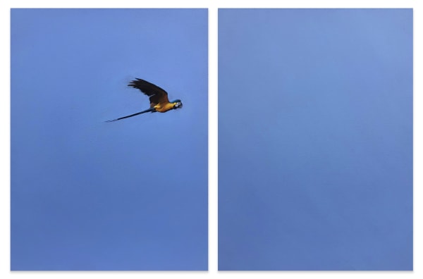 KENTMANN, MATTHEW, Blue & Gold 13, 2019