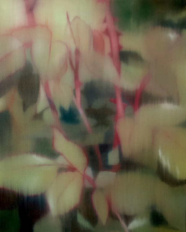 Johanna Bath, Rose (May 2025), 2025