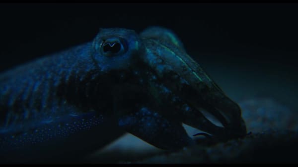 Philippe Parreno, Anywhen, 2016