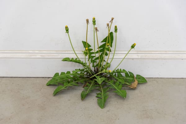 TONY MATELLI, Weed #440, 2018