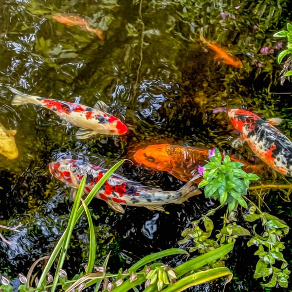 Duncan Wade, Koi Mystery I, 2023