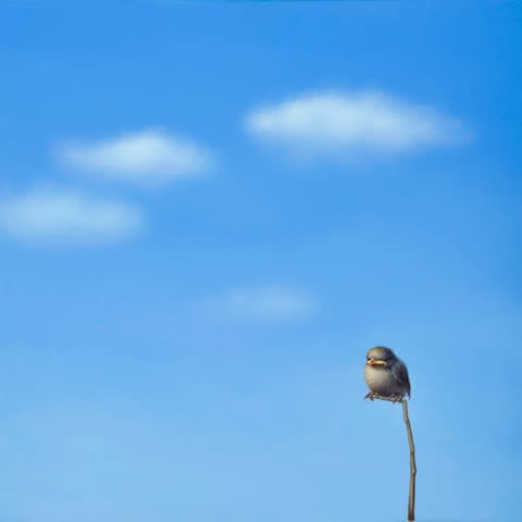 Lilia Mazurkevich, Marty, LIMITED EDITION