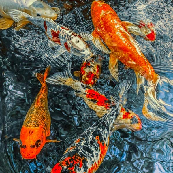 Duncan Wade, Koi: Full on Crowd