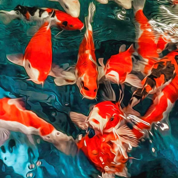 Duncan Wade, Koi Pack