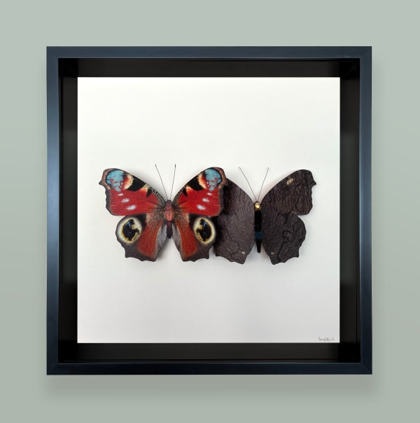 Daniel Byrne, Attenborough's Peacock (Aglais io), 2025