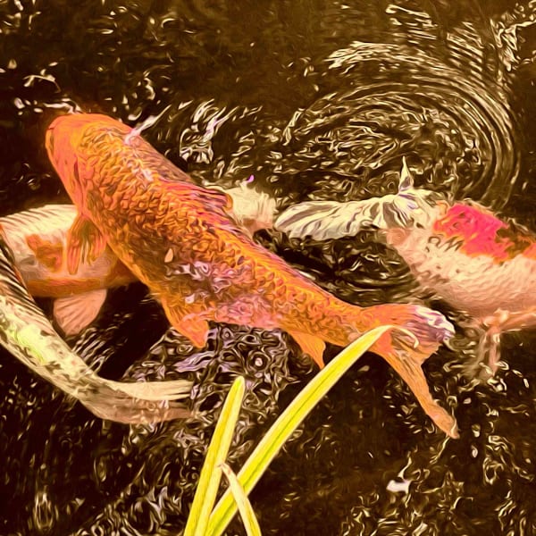 Duncan Wade, Koi Mystery II , 2023