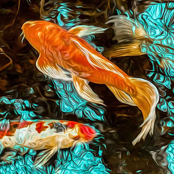 Duncan Wade, Koi Star Jump