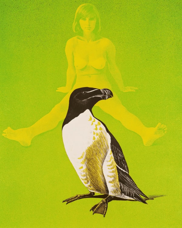 Anne and the Auk, 1969